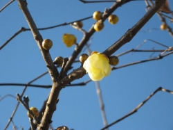 早川沿いの蝋梅が咲き始めました<br />冬晴れの空に黄色の花が映えます