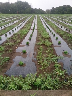 小菊の里つくりの会除草作業