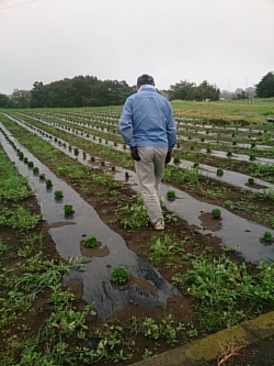 小菊の里つくりの会除草作業