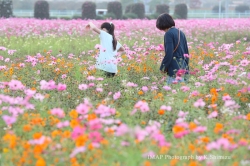 小泉のコスモス