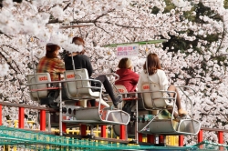 華蔵寺公園の桜ほぼ満開に（4月10日）