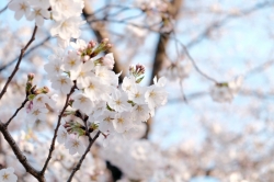 桜が見頃を迎えています (2024)