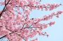 3月8日の河津桜の様子
