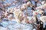 今年も桜が咲き始めました！