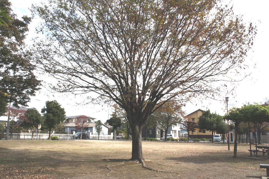 三ツ家公園